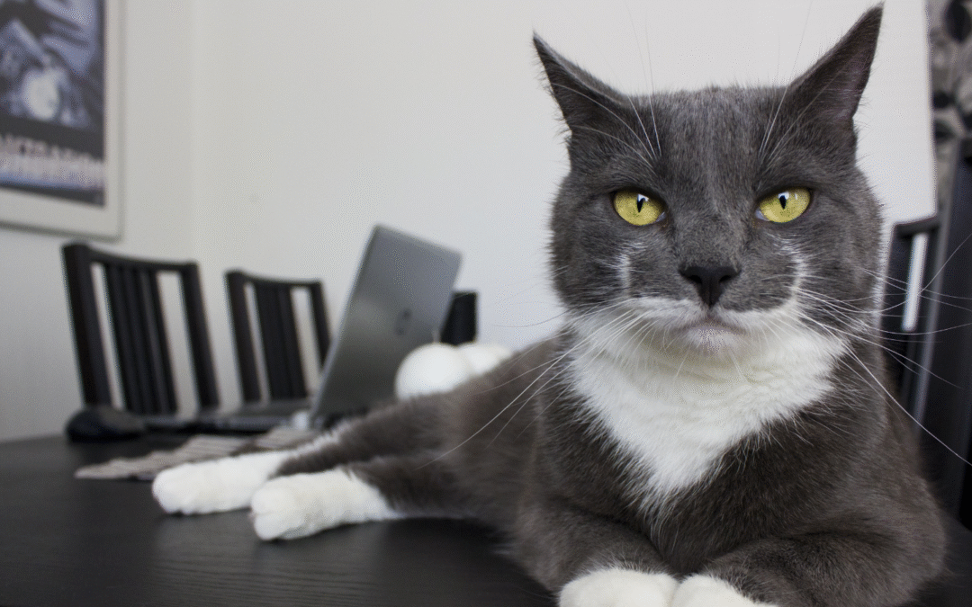Feeding Mistakes That Could Be Making Your Pet Overweight