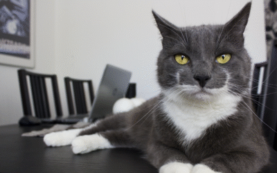 Feeding Mistakes That Could Be Making Your Pet Overweight