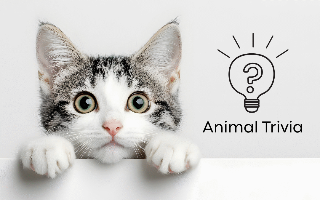 Vet Near Me Quiz – Are You Smarter Than a 5th Grader? Pet Edition | Locust Trace Veterinary Clinic