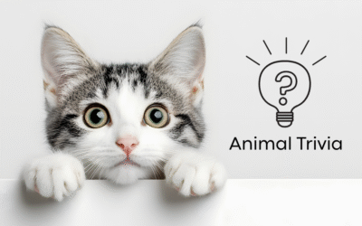 Vet Near Me Quiz – Are You Smarter Than a 5th Grader? Pet Edition | Locust Trace Veterinary Clinic