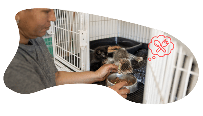 Shelter kittens getting care from Locust Trace Veterinary Clinic in Lexington