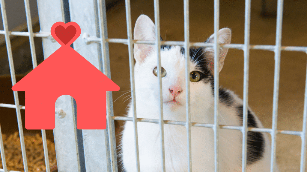 A shelter cat in a cage that is going home with support from Locust Trace Veterinary Clinic in Lexington, KY