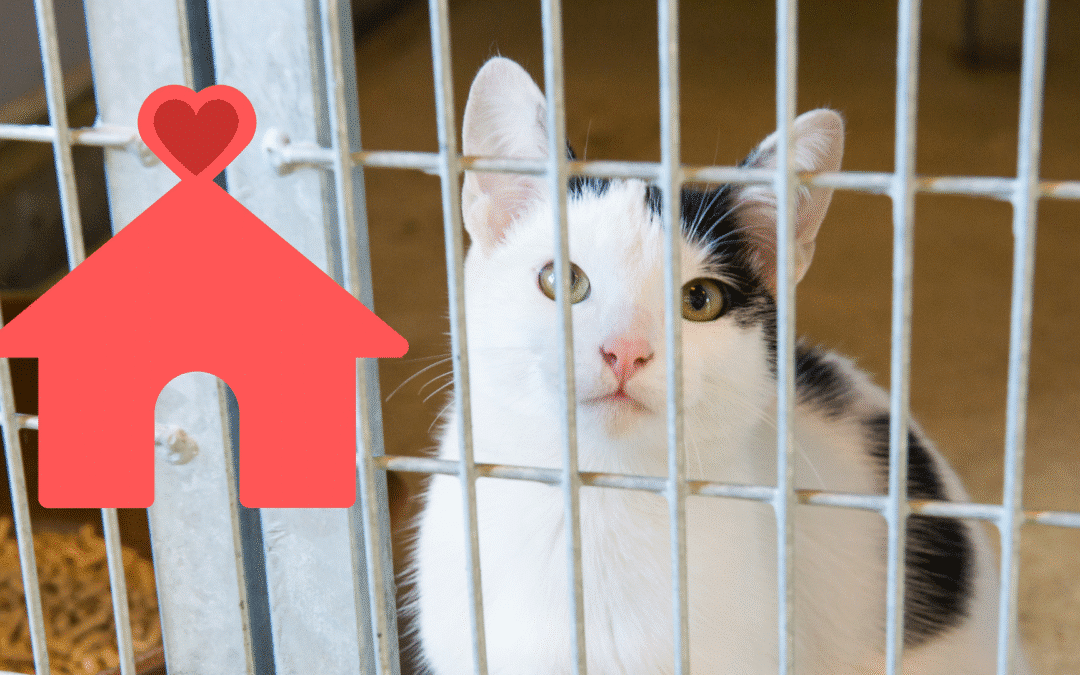 What to Think About When Adopting a Shelter Pet in Lexington, KY
