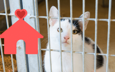 What to Think About When Adopting a Shelter Pet in Lexington, KY