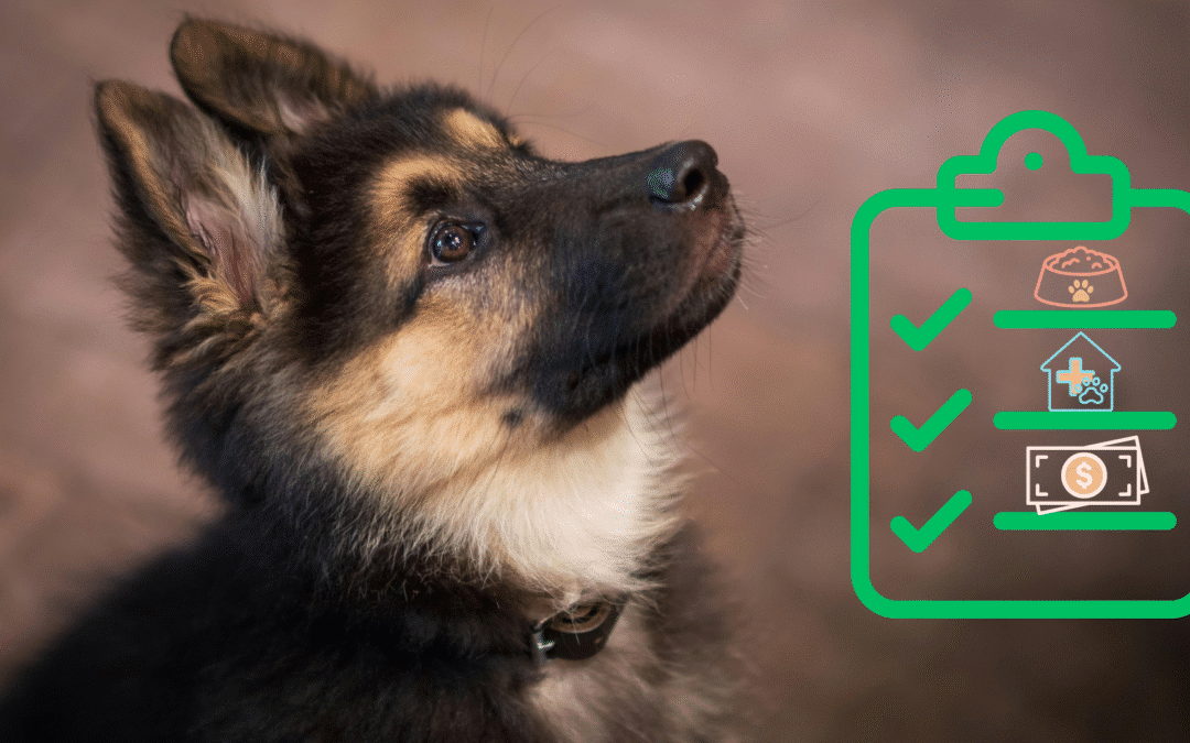 A New Pet Starter Guide