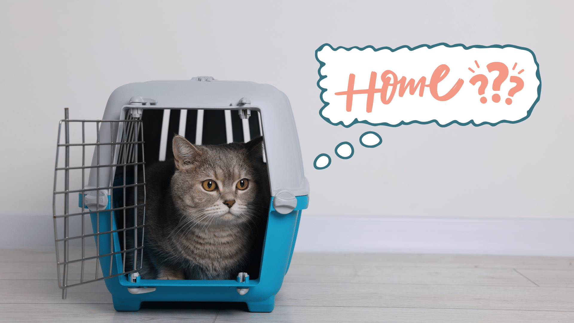Cat in a carrier preparing for new pet care with Locust Trace Veterinary Clinic