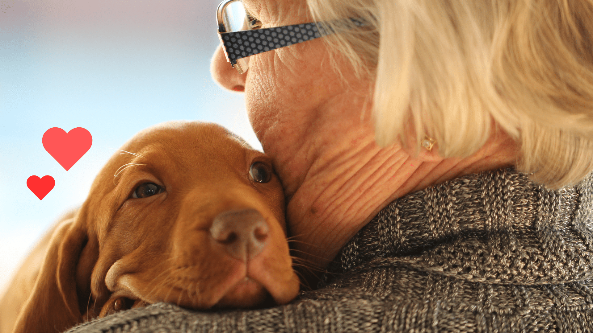New dog bonding with an owner as a Lexington family begins responsible pet care with Locust Trace Veterinary Clinic